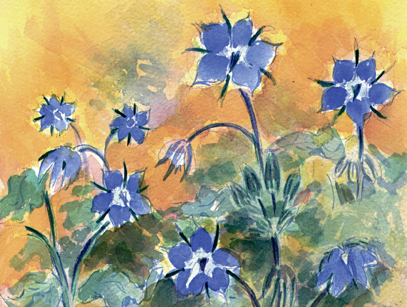 Borago  Serie